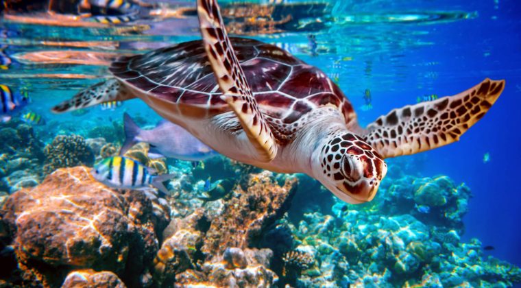 sea-turtle-swims-under-water-on-the-background-of-2021-08-26-23-00-27-utc.jpg